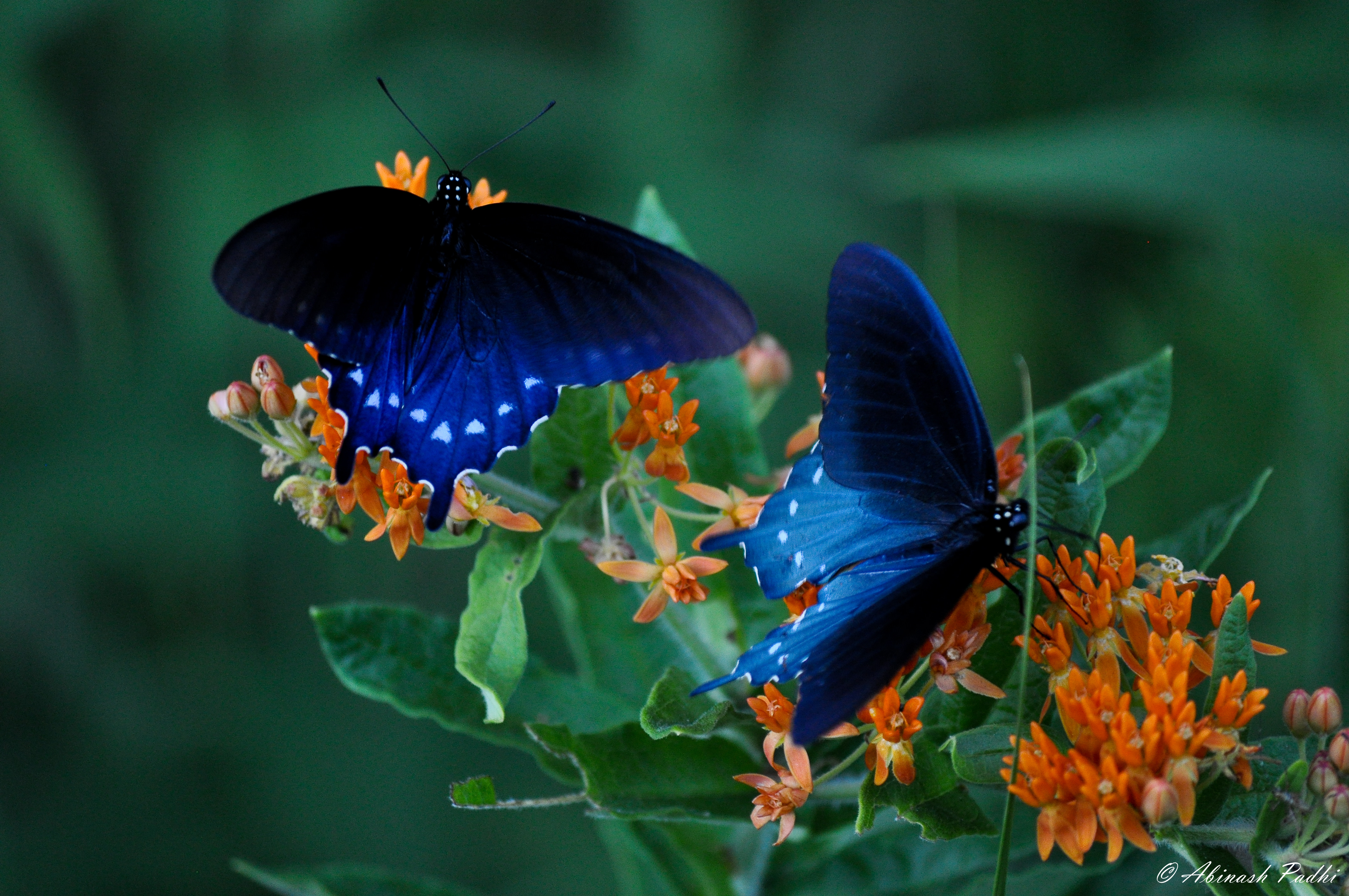 День изучения бабочки. Морфо адонис бабочка. Олимпиус Инферно бабочка. Красивые бабочки. Яркие бабочки.